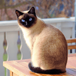 chat fait pipi partout